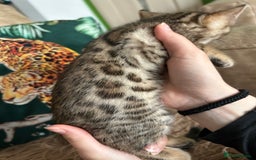 Bengal cats for sale: ❤️ PURE BENGAL KITTENS ❤️ - Image 18