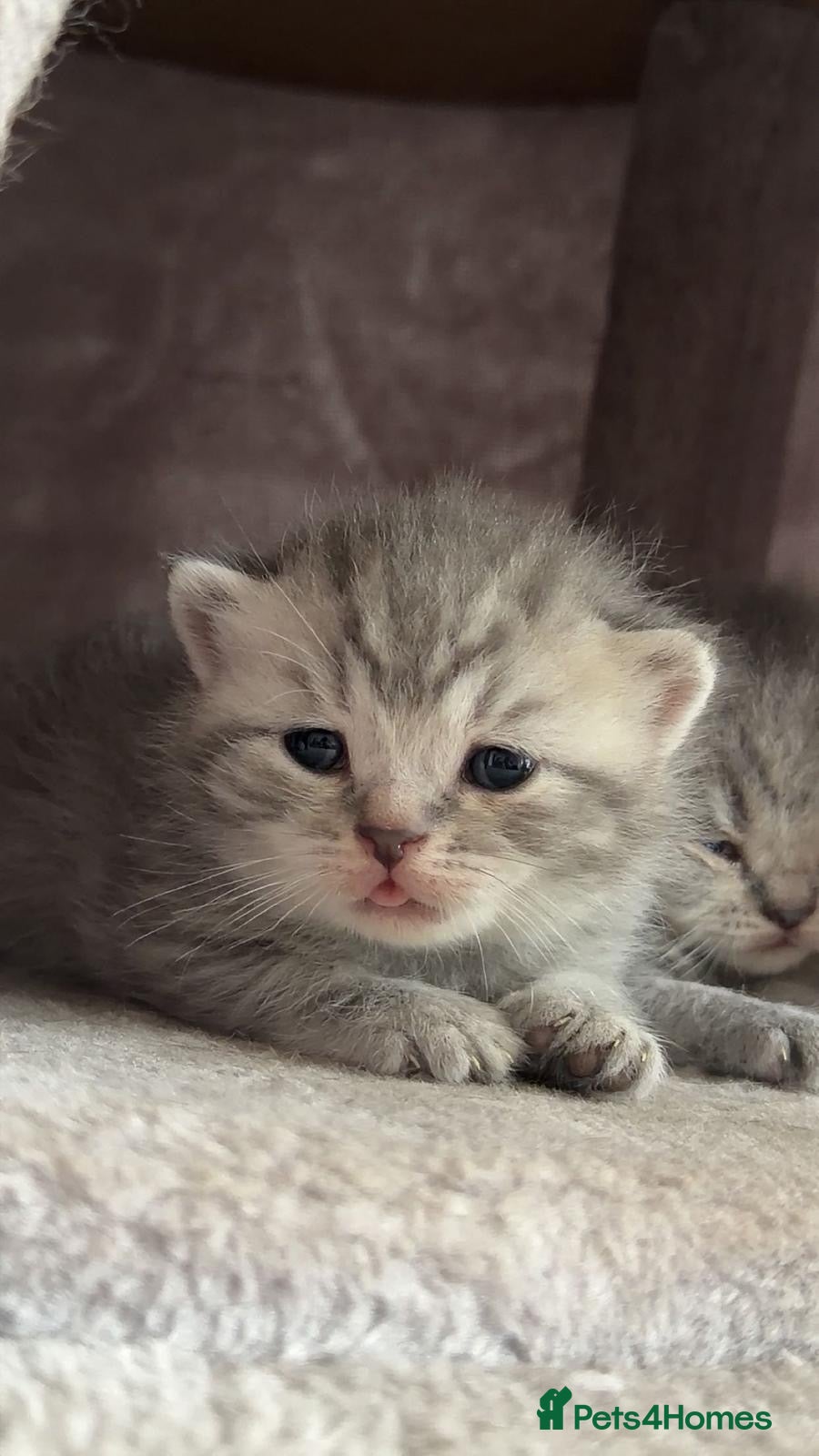 British Shorthair cats British shorhair kitten ready to leave 8th March - Advert 1