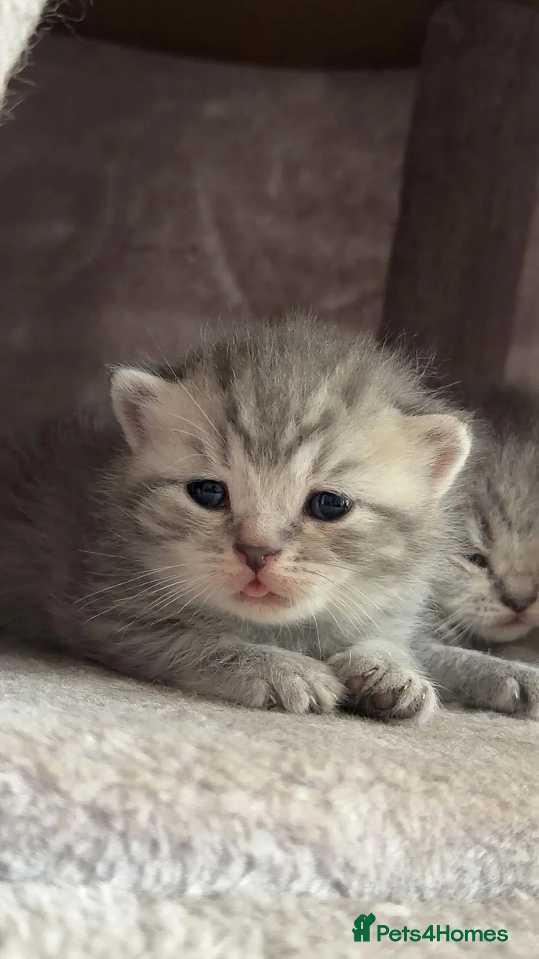 British Shorthair cats for sale: British shorhair kitten ready to leave 8th March - Advert 1