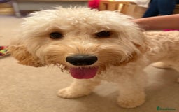Mixed Breed dogs for sale: Cockapoo 11 months old - Image 1