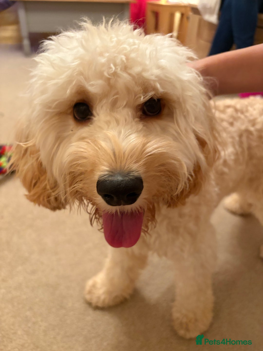 Mixed Breed dogs for sale: Cockapoo 11 months old - Image 1