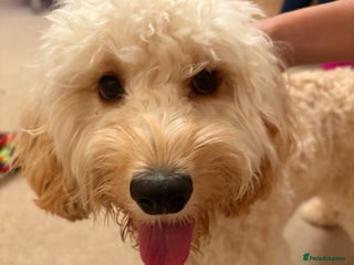 Mixed Breed dogs - Advert 7