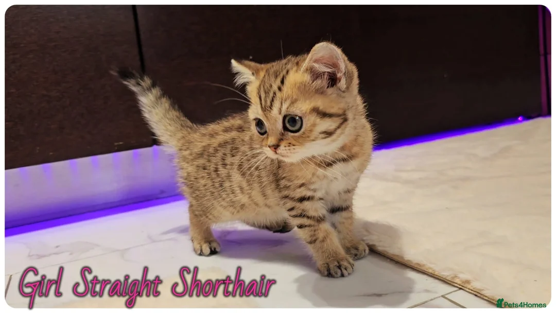 Scottish Fold cats for sale: Scottish fold - Advert 6