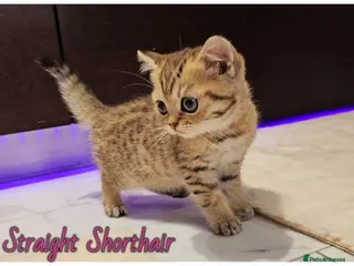 Scottish Fold cats Scottish fold - Advert 13