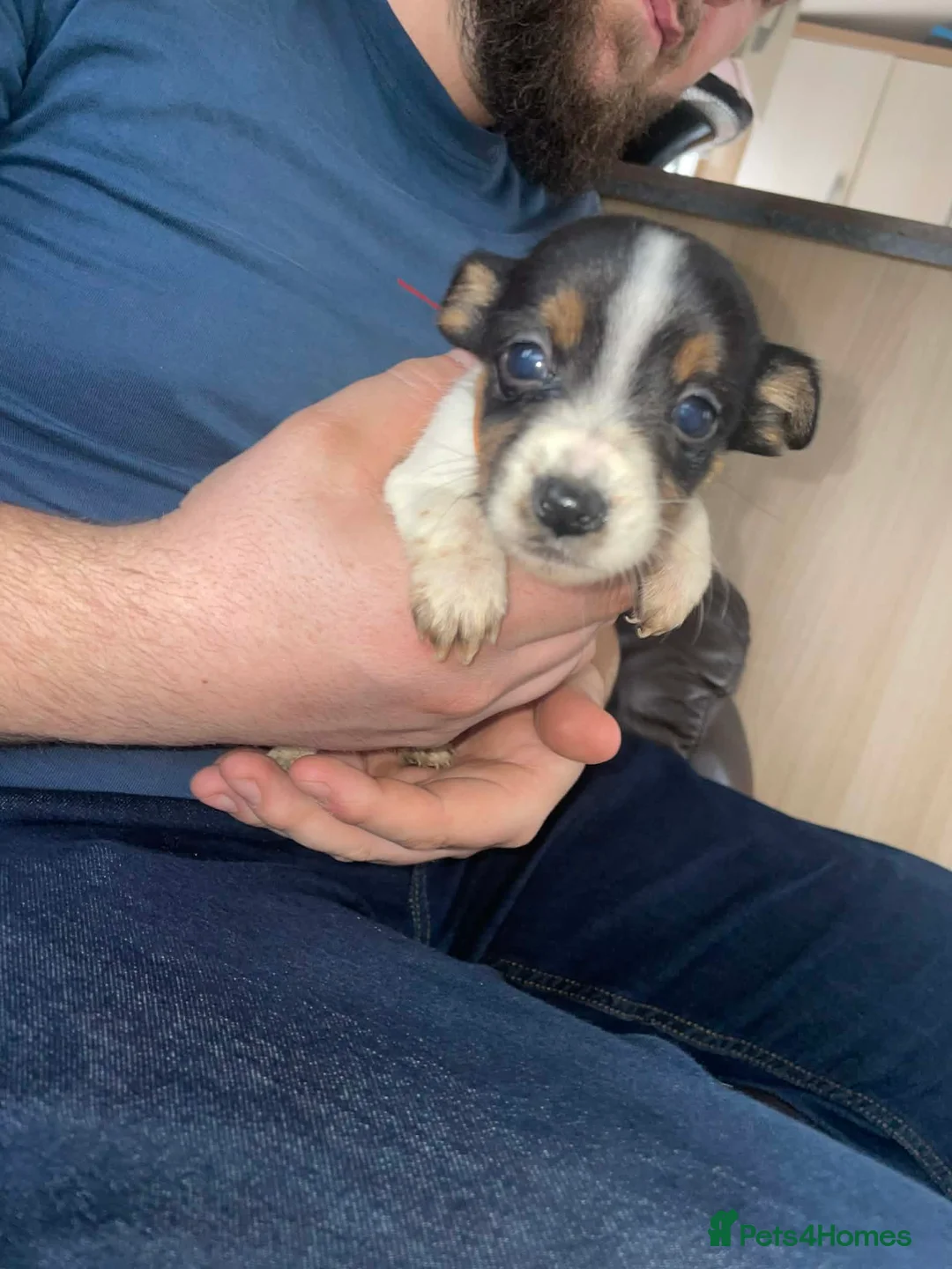 Jack Russell dogs for sale: Jack Russel puppy  - Advert 7