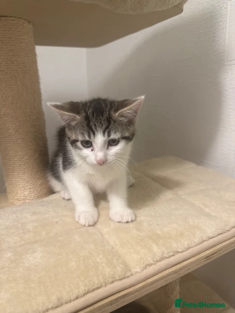 Mixed Breed cats Selling kitten  - Advert 8