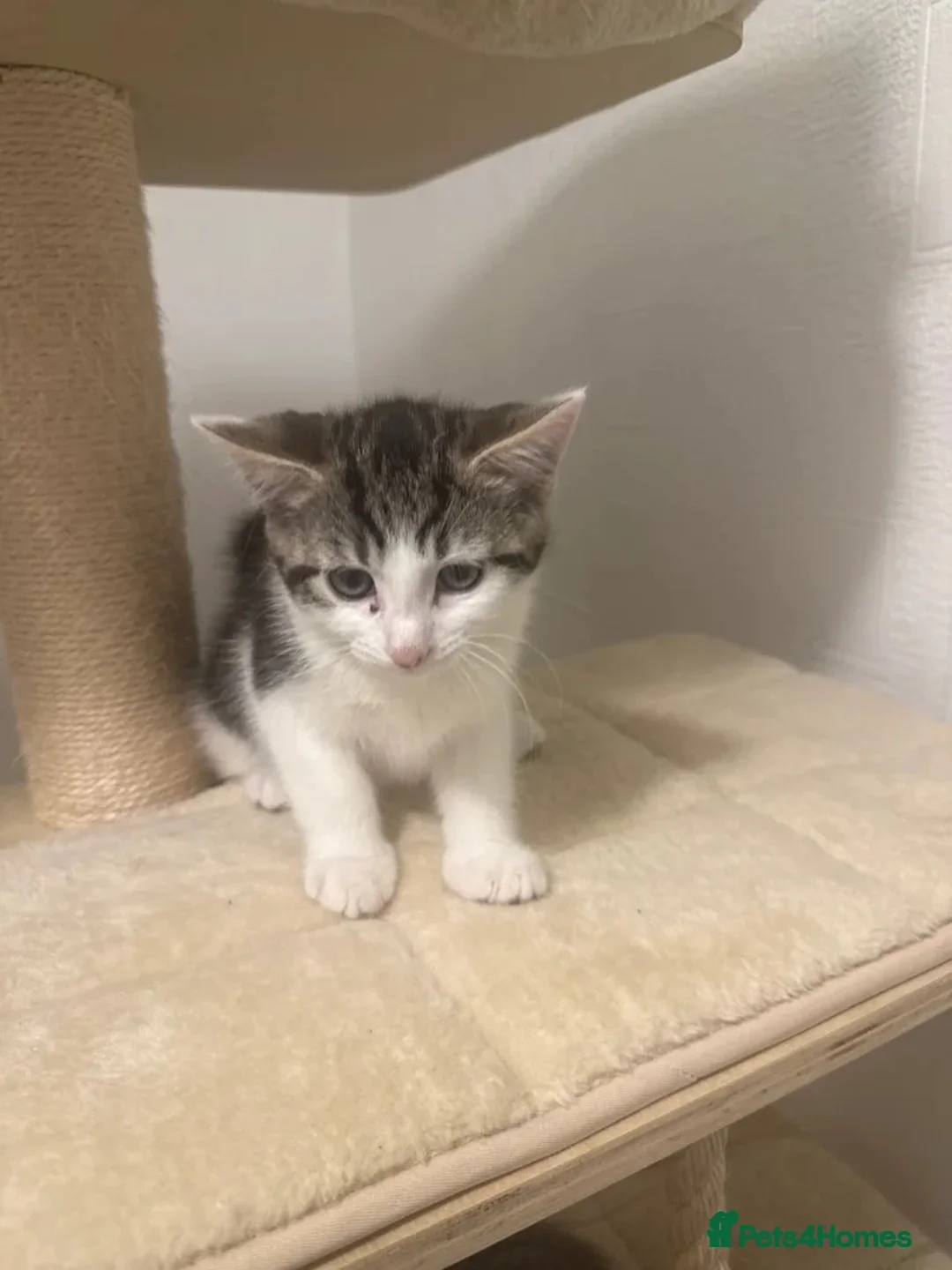 Mixed Breed cats for sale: Selling kitten  - Advert 5