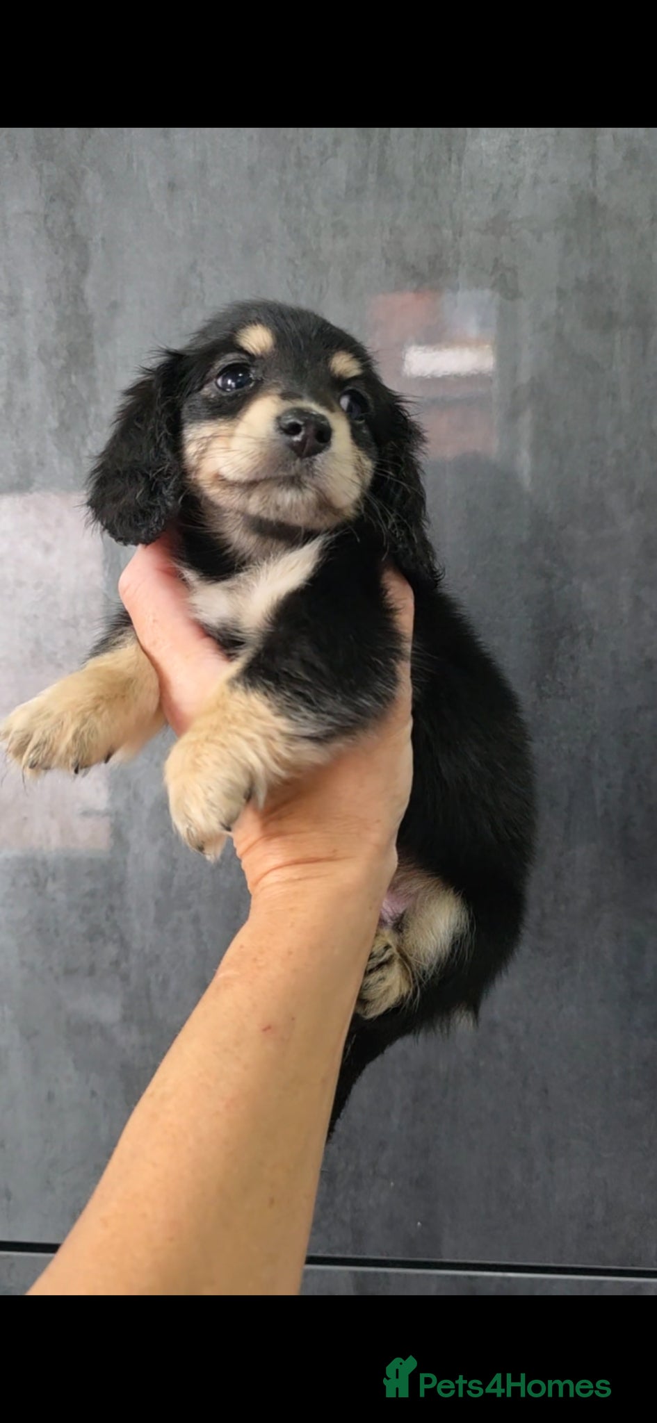 Miniature Dachshund dogs  Cream Miniature long-haired Dachshund  - Advert 3