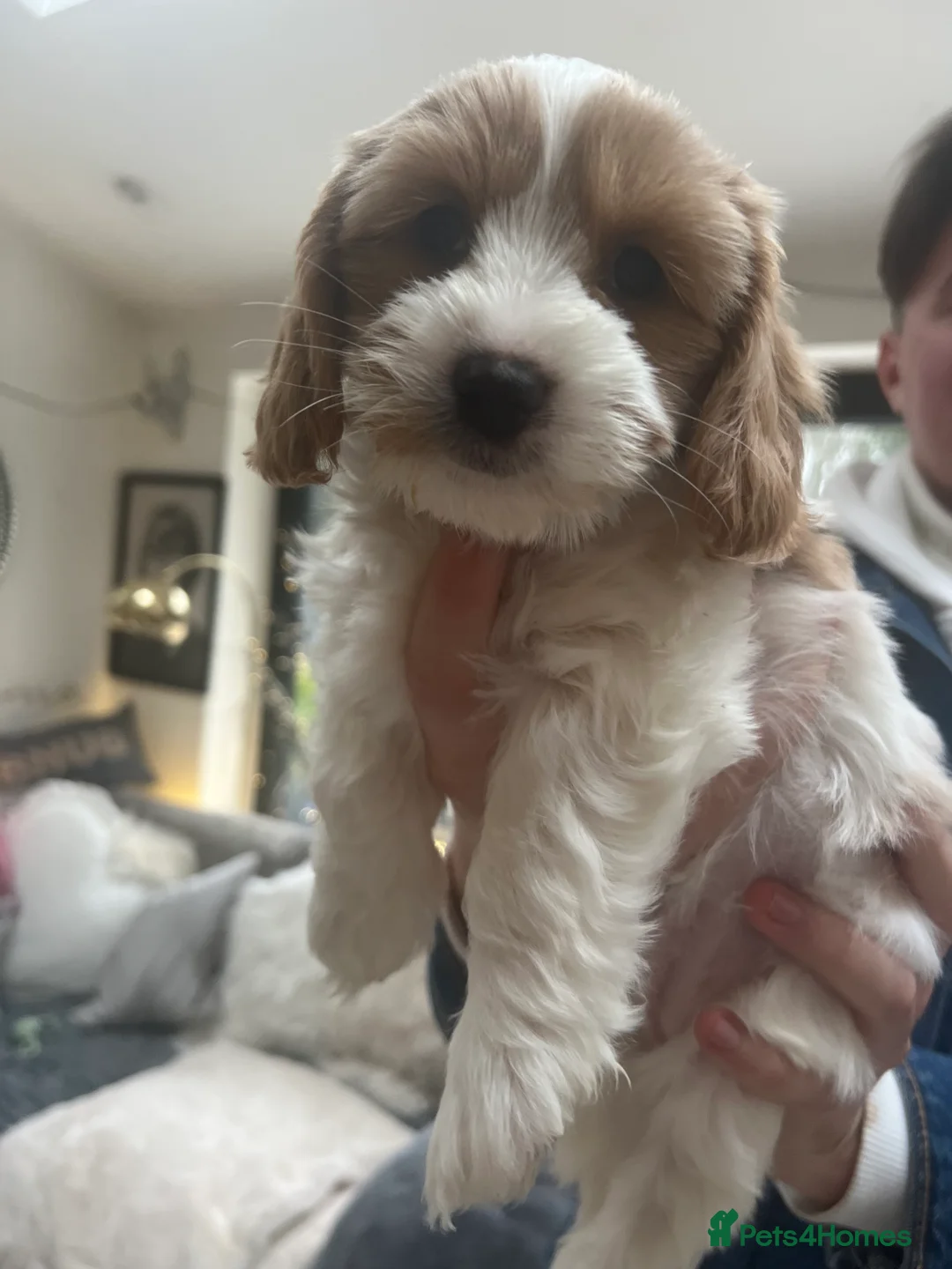 Mixed Breed dogs for sale: Litter of cavapooshions  - Advert 6