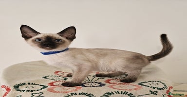 Siamese cats - Advert 17