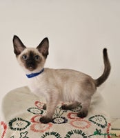 Siamese cats - Advert 3