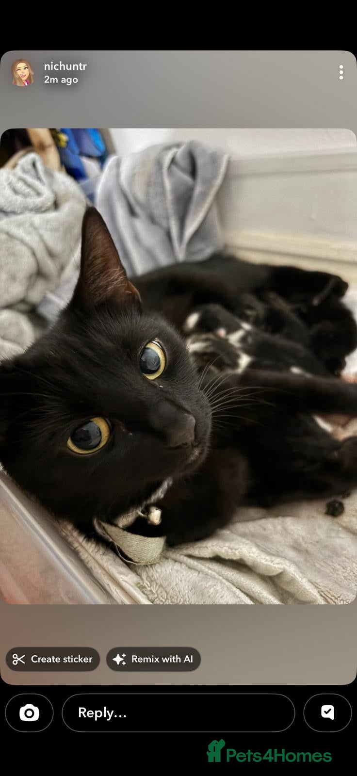 Domestic Shorthair cats 3 kittens for sale  - Advert 5