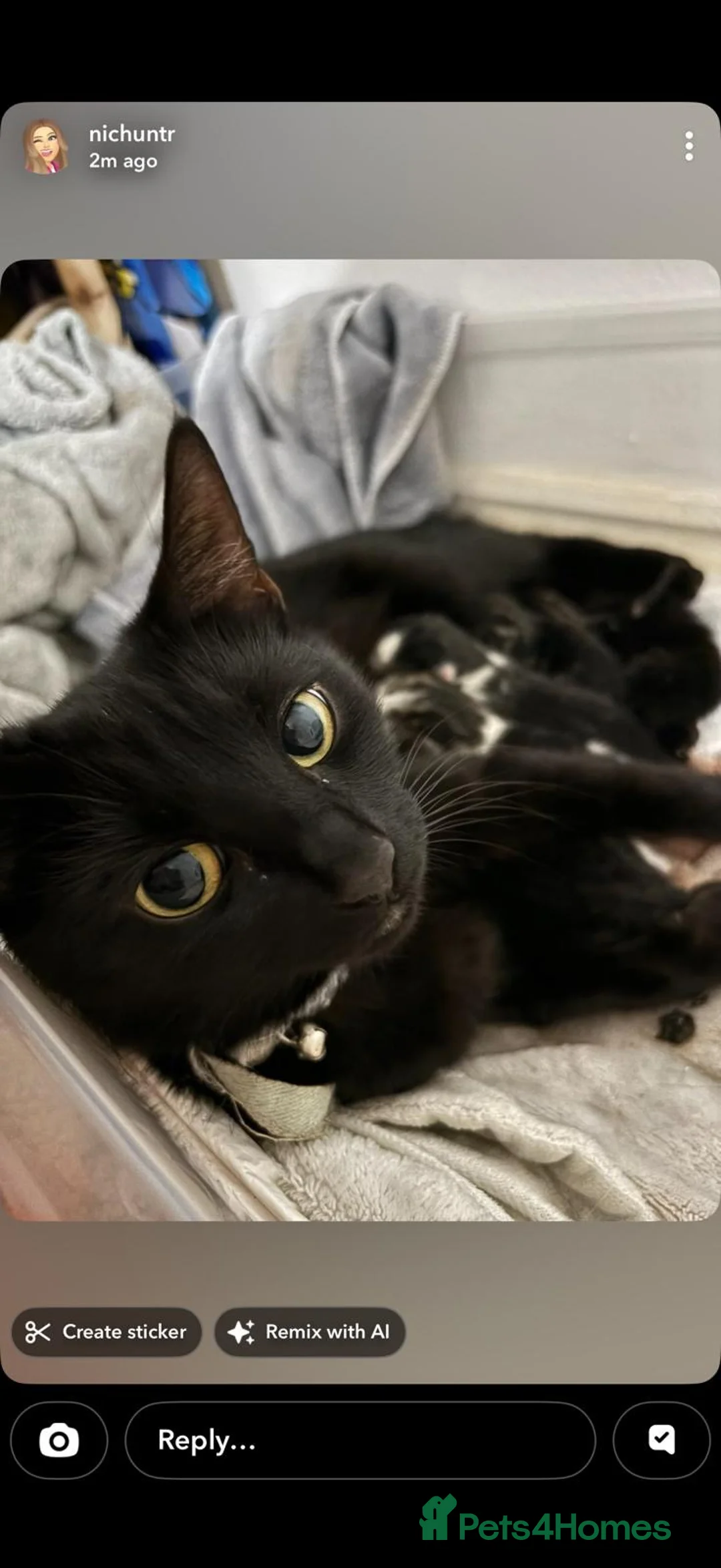 Domestic Shorthair cats for sale: 3 kittens for sale  in Corby - Advert 1