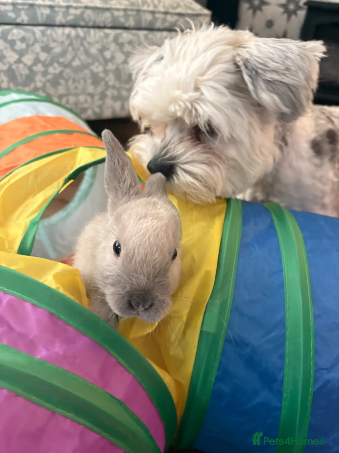 Mini Lion Lop rabbits for sale: beautiful male mini lop x lion head for sale  in Chorley - Advert 2