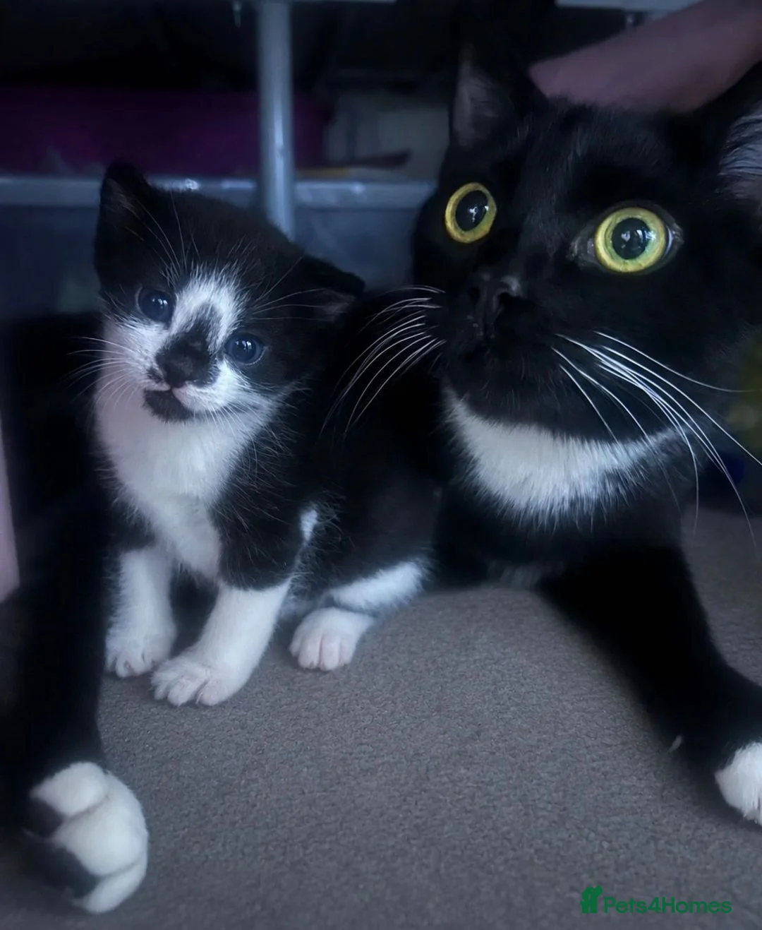 Mixed Breed cats for sale: Black and white female kitten for sale - Advert 1