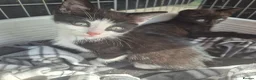 Bengal cats for sale: Two gorgeous Bengal cross kittens  - Advert 6