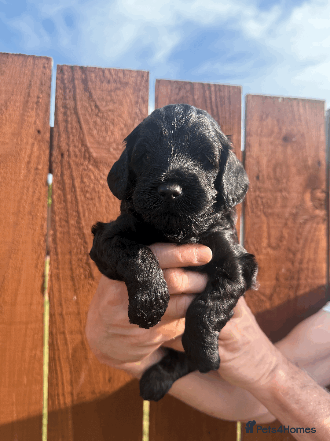 Cockapoo dogs for sale: Stunning F1B Cockapoo puppies - Image 4