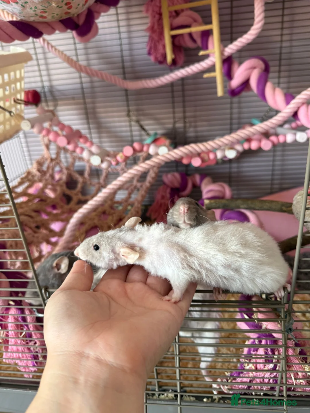 Rat rodents for sale: Three Female Rats  in Wirral - Advert 5