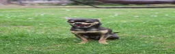 Chihuahua dogs for sale: Pedigree Teacup Chihuahua for Rehoming  - Advert 20