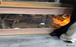 Bearded Dragon reptiles for sale: Lovely male bearded dragon, with full set up  - Image 5