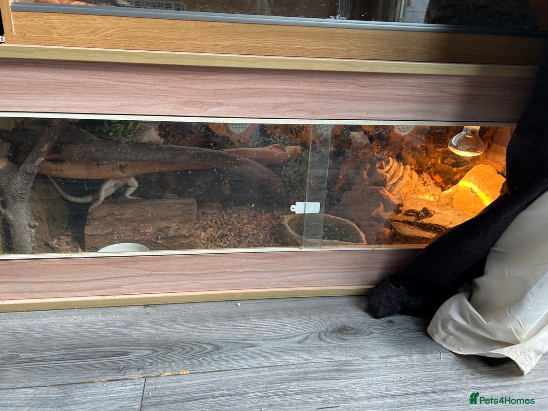 Bearded Dragon reptiles for sale: Lovely male bearded dragon, with full set up  - Image 5