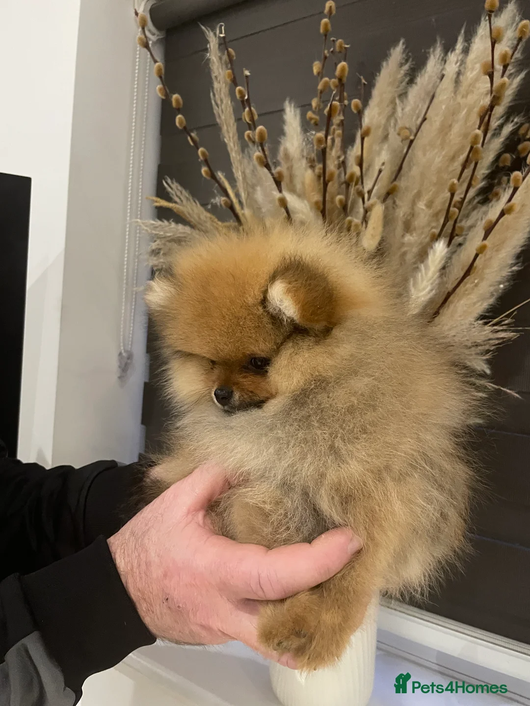 Pomeranian dogs for sale: KC Mini Pomerania  in Bristol - Advert 8