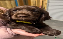 Sprocker dogs for sale: 2 x sprocker pups for sale  - Image 5