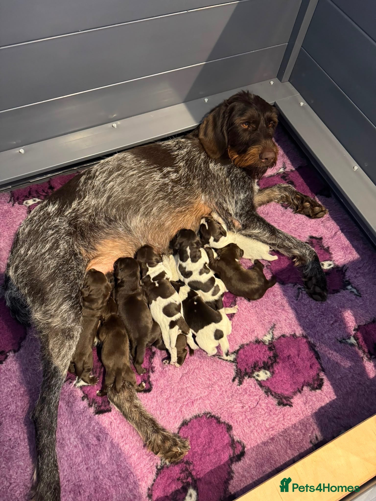German Wirehaired Pointer dogs Kc reg german wirehaired pointer puppies for sale - Advert 1