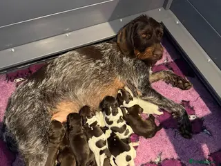 German Wirehaired Pointer dogs Kc reg german wirehaired pointer puppies for sale - Advert 1