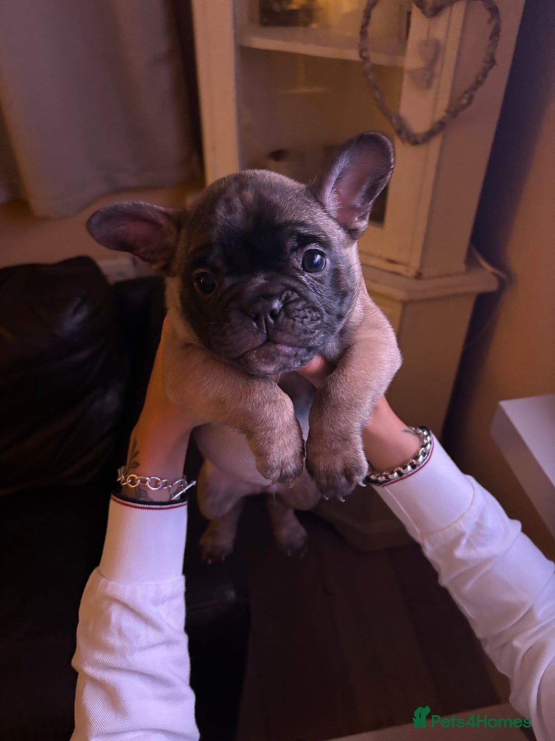 French Bulldog dogs for sale: Two French bulldog pups - Image 3