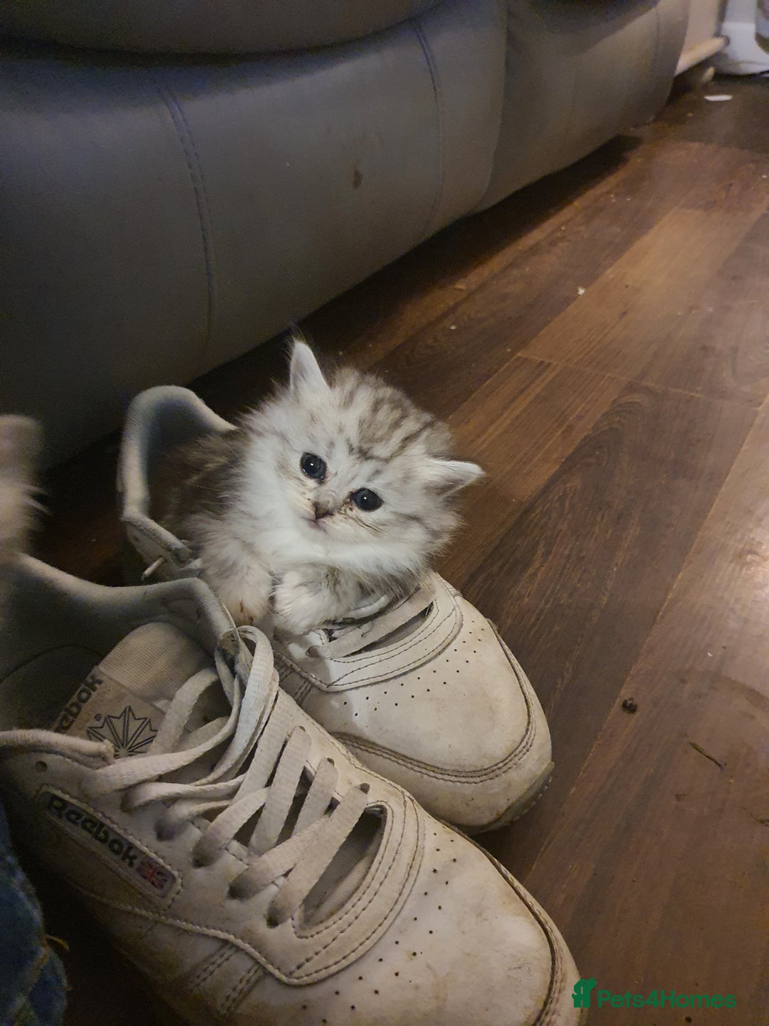Persian cats for sale: Persian ready now - Image 6