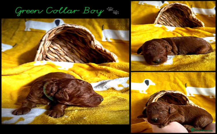 Cockapoo dogs - Advert 9