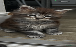 Maine Coon cats for sale: 2 xl tica active mainecoon kittens  - Image 5