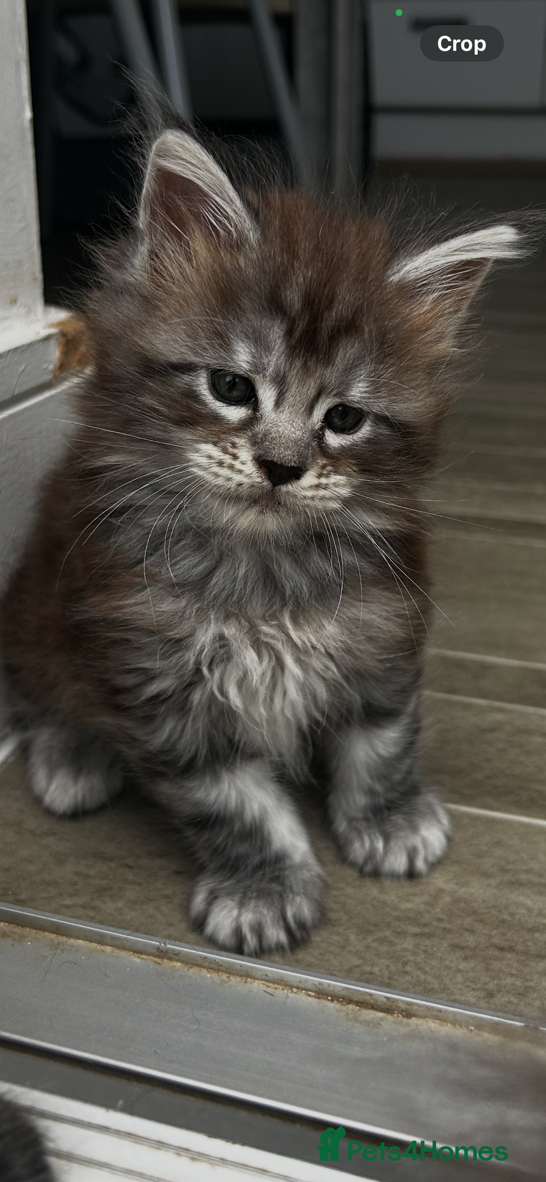 Maine Coon cats for sale: 2 xl tica active mainecoon kittens  - Image 5