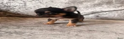 Chihuahua dogs for sale: Beautiful chihuahua puppies  - Advert 7