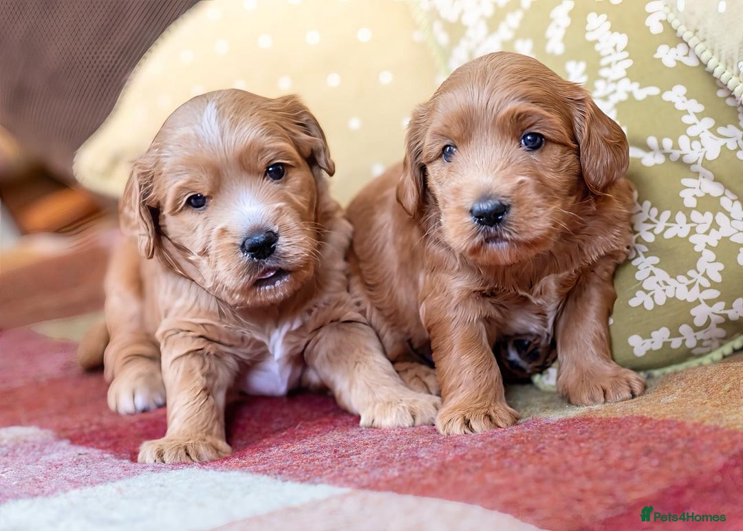 Mixed Breed dogs for sale: Authentic Annetteslabradoodles/Cobberdogs - Advert 13