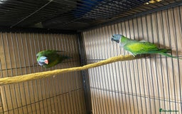 Parakeets birds for sale: Lord Derbyan Parrot for sale.👍QUICK SALE 👍 - Advert 12