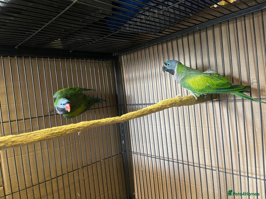 Parakeets birds for sale: Lord Derbyan Parrot for sale.👍QUICK SALE 👍 - Advert 12