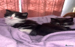 Ragdoll cats for sale: ✨ Ragdoll mix kittens ✨ - Image 3