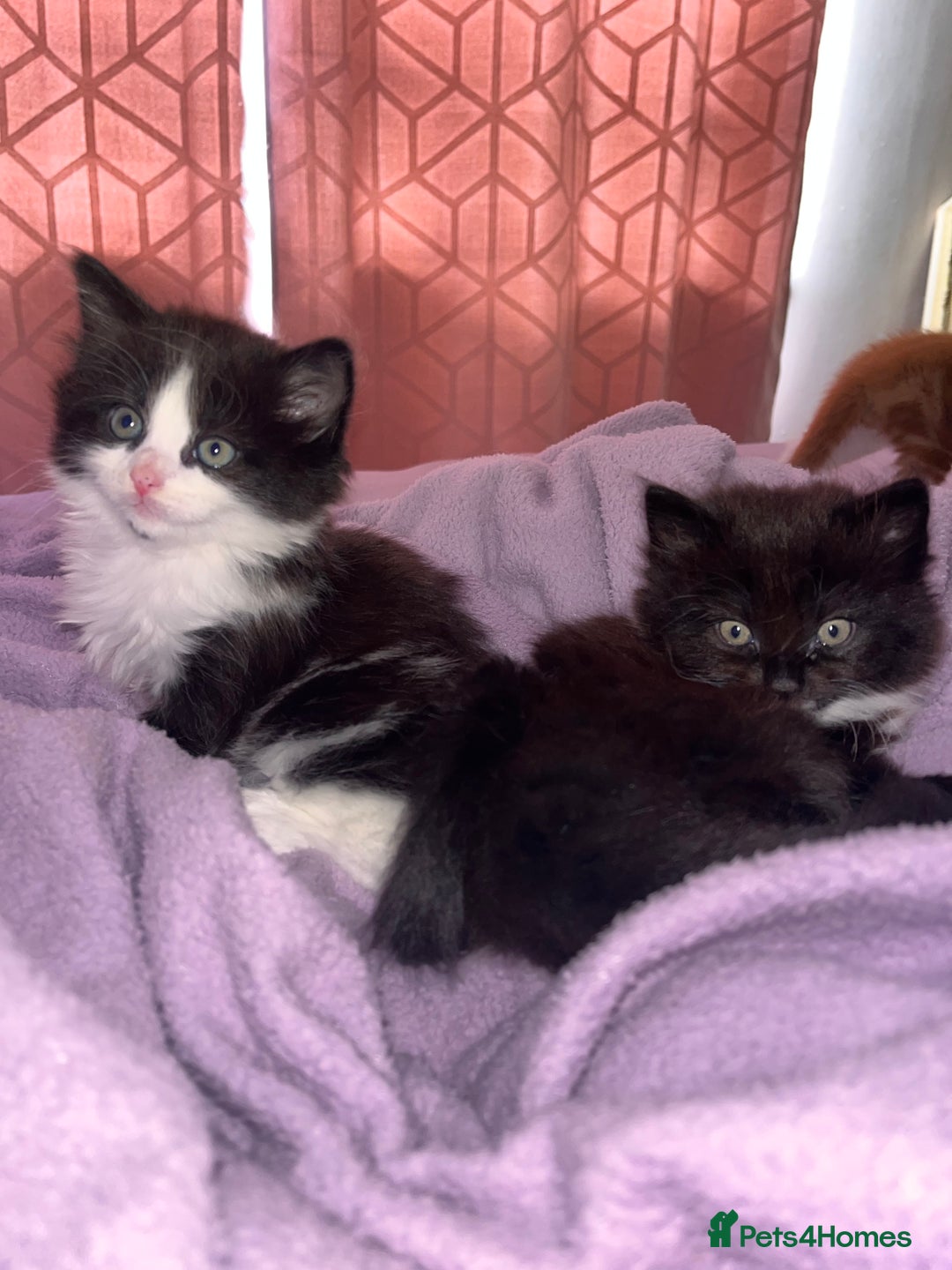 Ragdoll cats for sale: ✨ Ragdoll mix kittens ✨ - Image 3