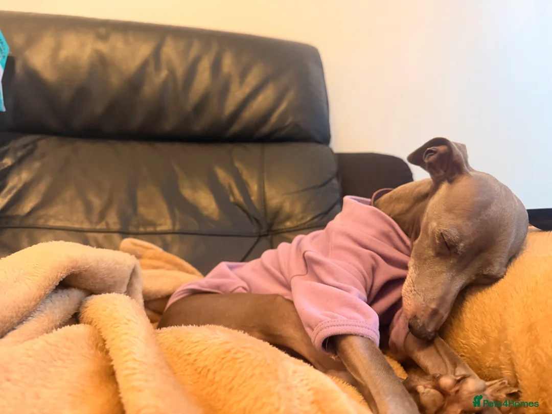 Italian Greyhound dogs for sale: Italian greyhound puppies - Advert 3