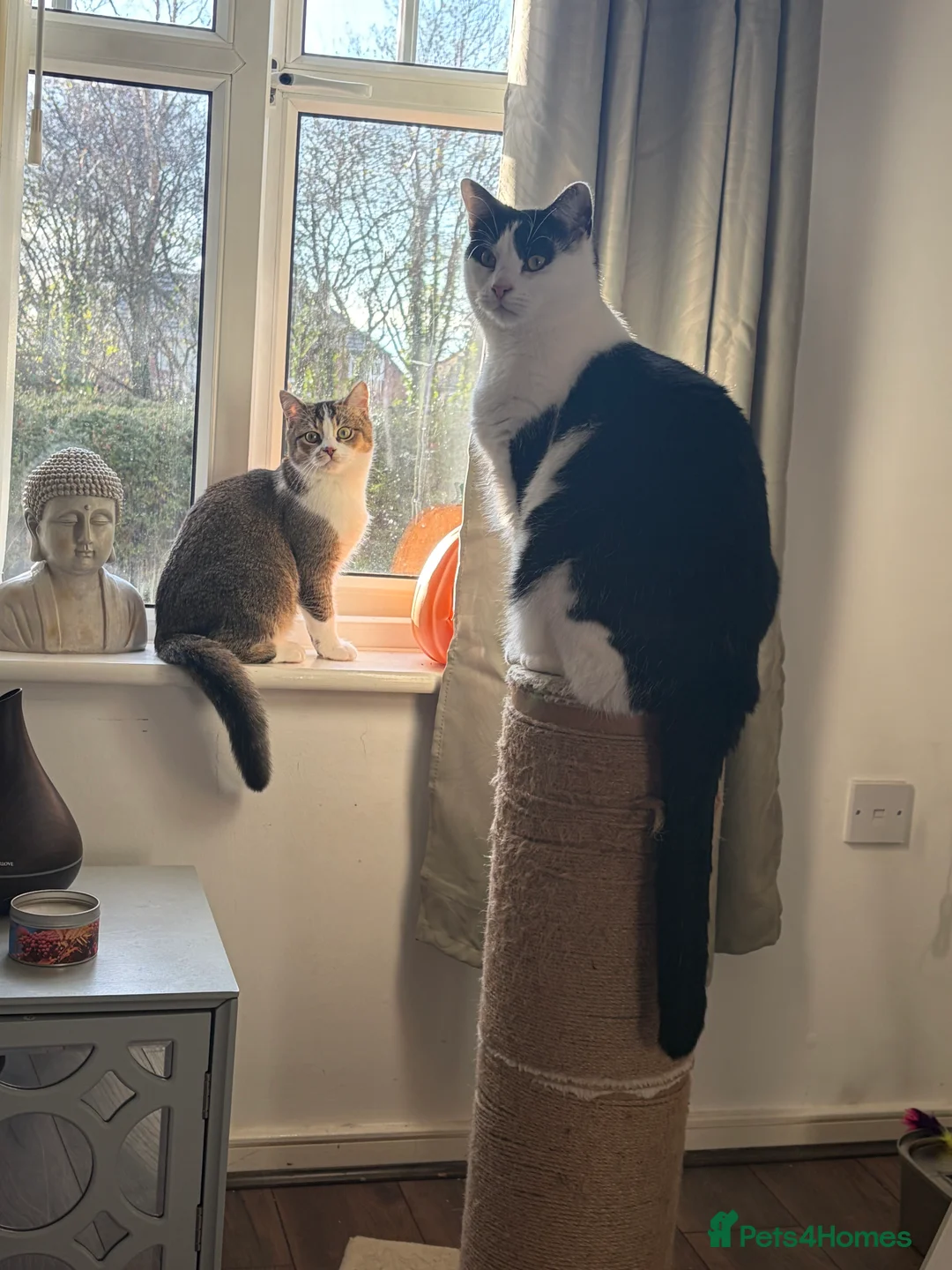 Domestic Shorthair cats for sale: 2 Male Cats in Liverpool - Advert 1