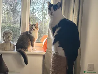 Domestic Shorthair cats 2 Male Cats - Advert 1