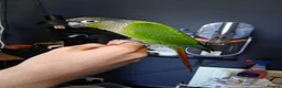 Conures birds for sale: Green cheek conure in Weymouth - Advert 4