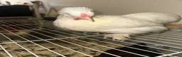 Chickens poultry for sale: Sultan Chicken or a crested bantam cross  - Advert 2