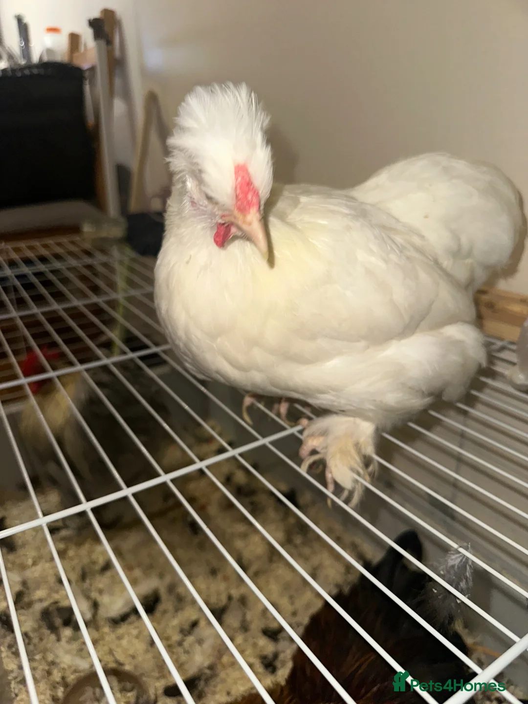 Chickens poultry for sale: Sultan Chicken or a crested bantam cross  - Advert 2