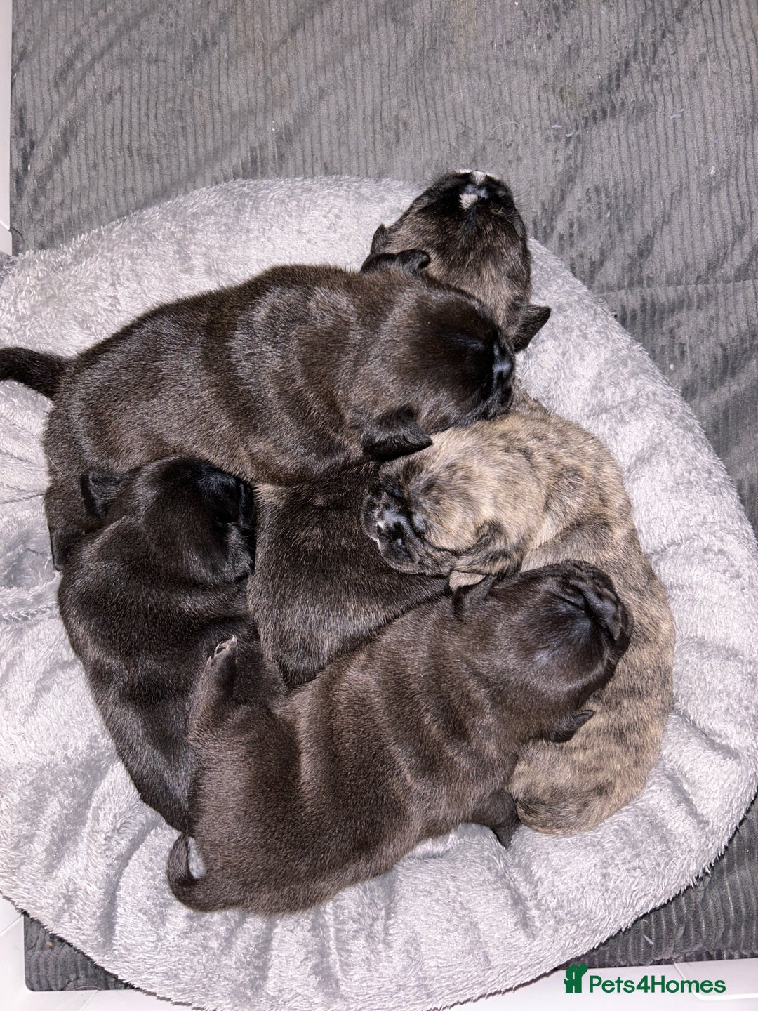 Frug dogs for sale: Frug puppies  - Advert 20