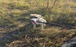 Mixed Breed dogs for adoption: ROXANA - a Sweet & young Girl - for a Loving Home - Advert 9