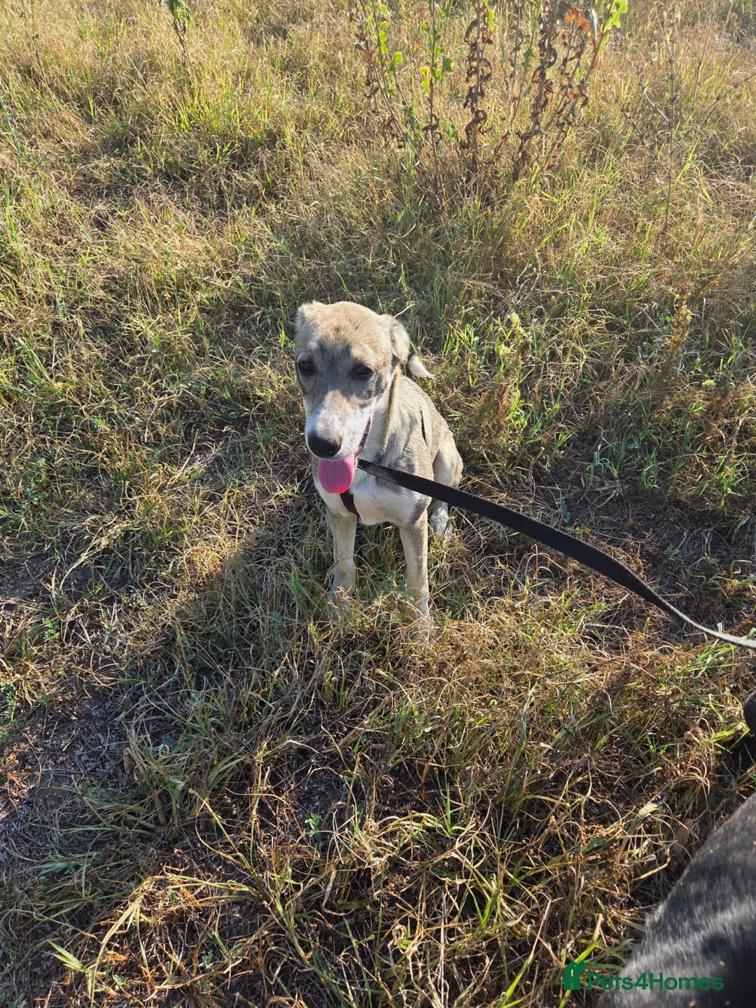 Mixed Breed dogs for adoption: ROXANA - a Sweet & young Girl - for a Loving Home - Advert 9