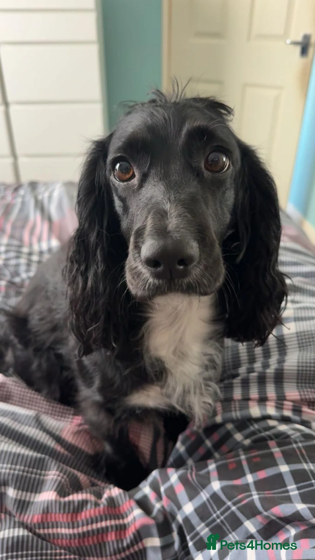 Cocker Spaniel dogs for sale: Stunning cocker spaniels - Advert 4
